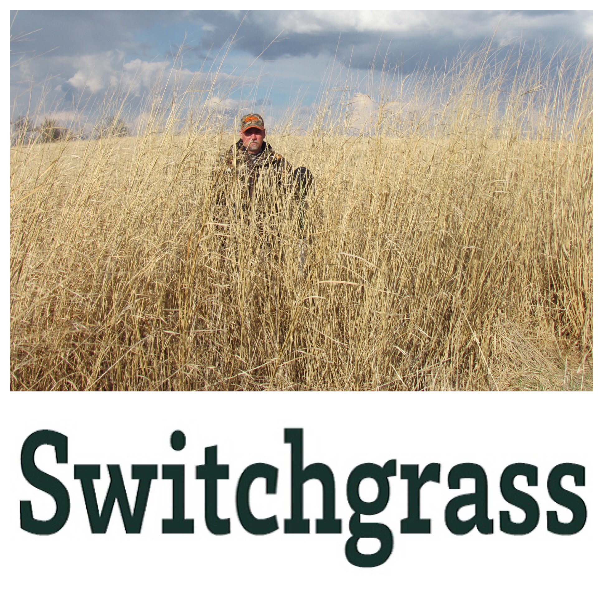 RWWP Switchgrass - Image 2