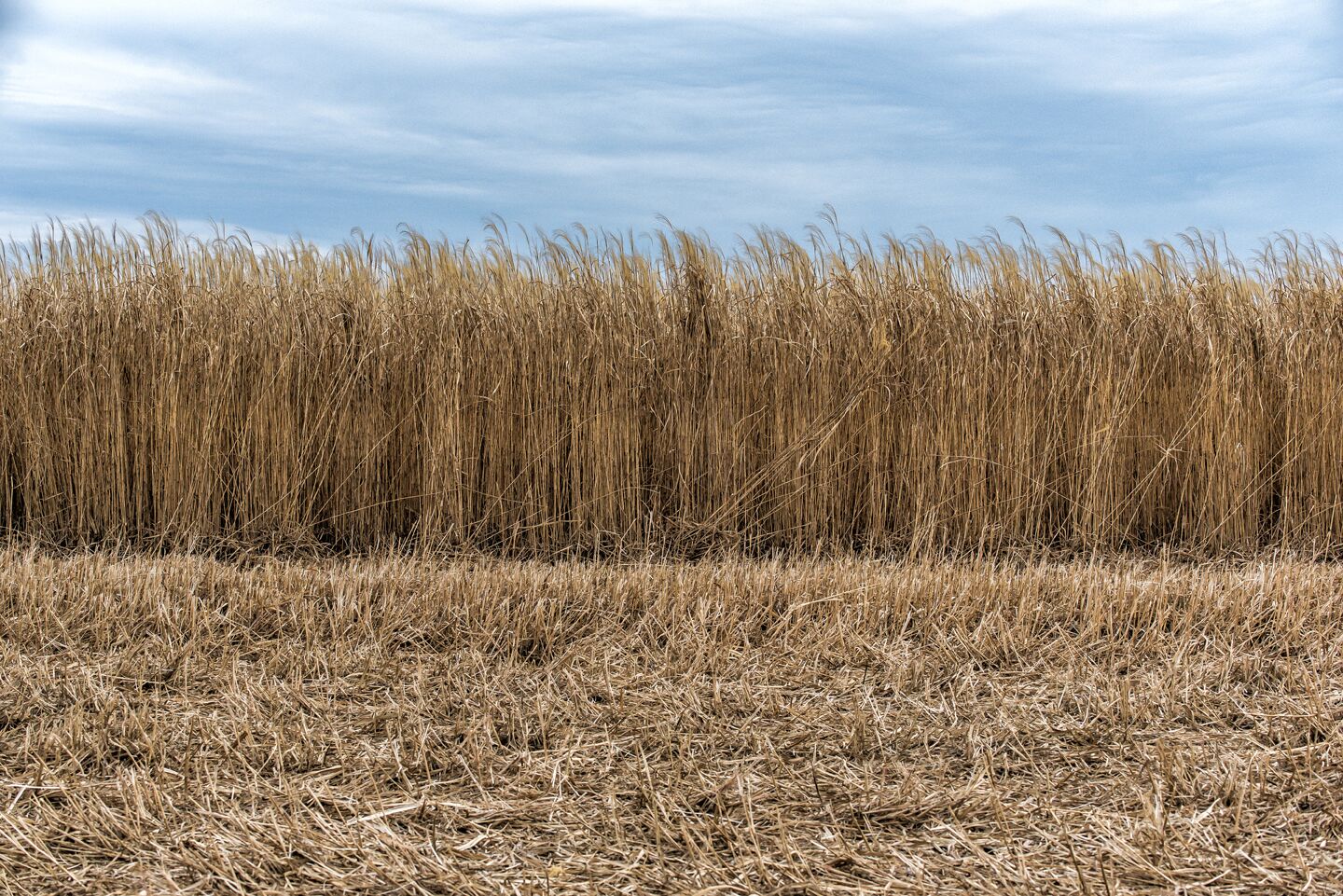 RWWP Giant Miscanthus - Image 3