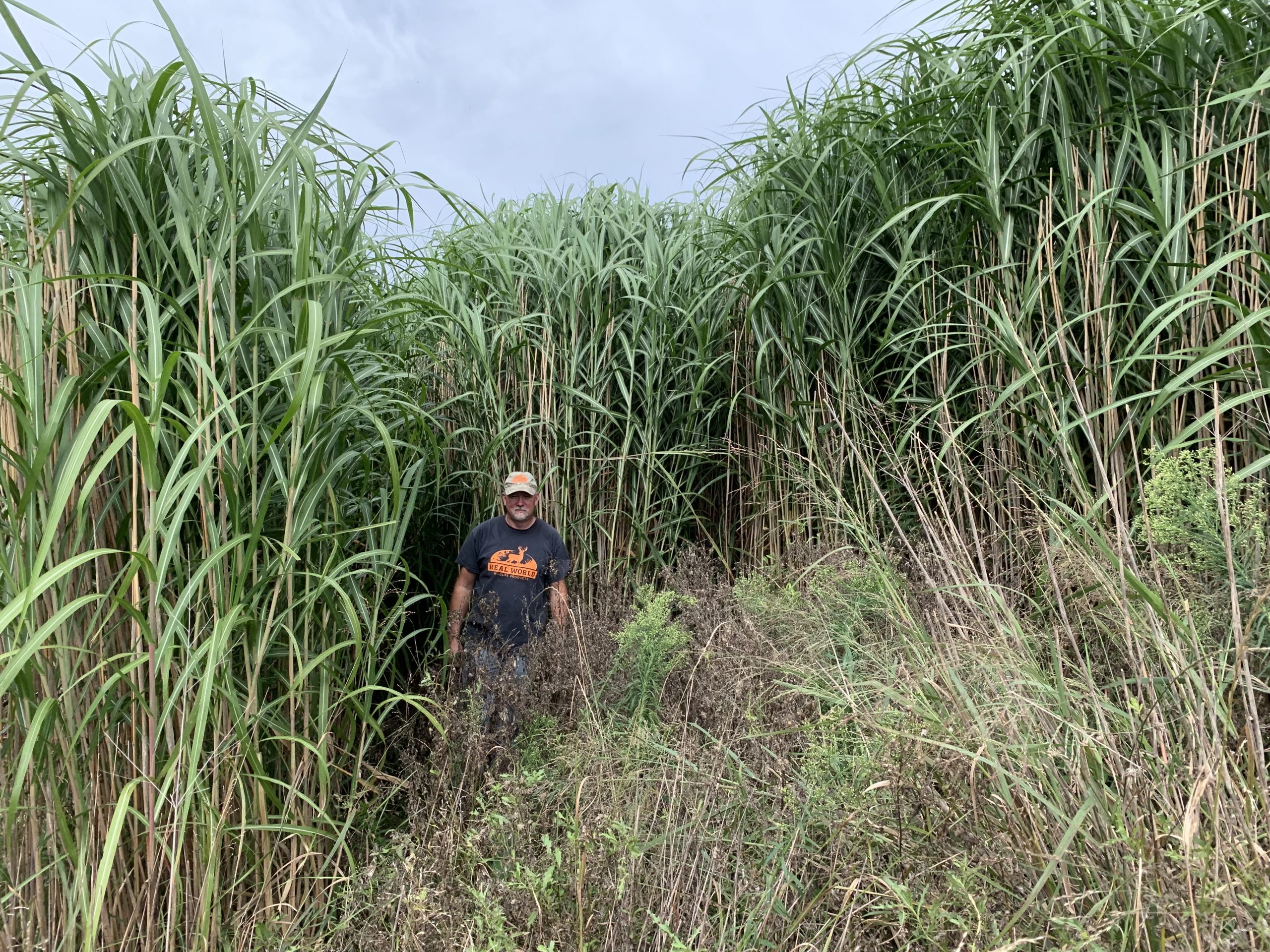RWWP Giant Miscanthus - Image 4