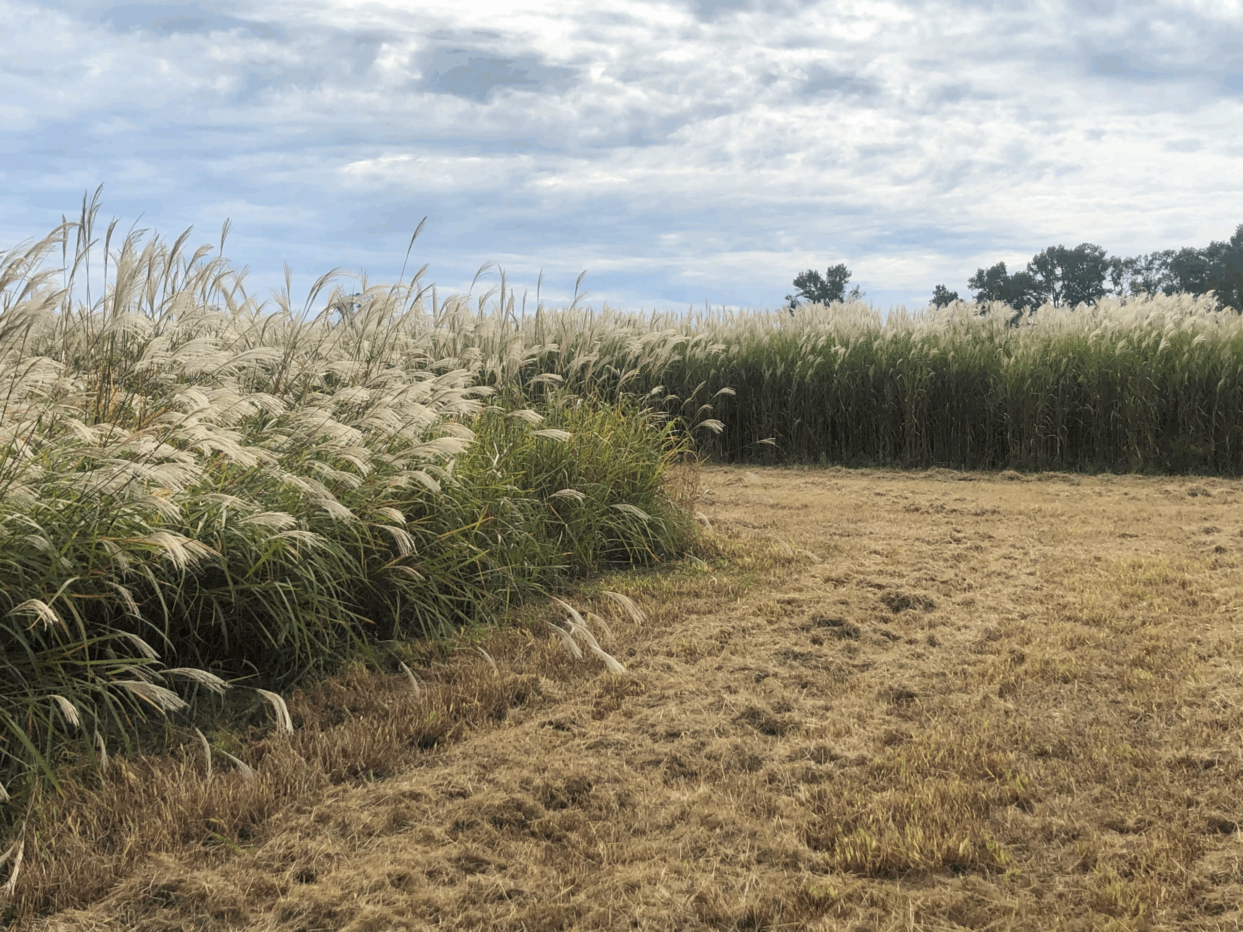 RWWP Giant Miscanthus - Image 5