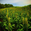 RWWP Wildlife Grain Sorghum Blend - Image 3