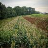 RWWP Wildlife Grain Sorghum Blend - Image 2